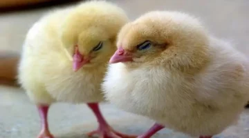 تحديثات البورصة.. أسعار الكتاكيت في مصر تسجل أرقاماً جديدة لجميع الأنواع دون تغيير